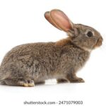 44226期最新开奖记录完整版数据详情 02byb0hh