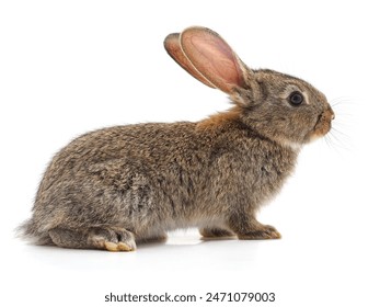 44226期最新开奖记录完整版数据详情