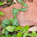 444050开奖直播最新现场全程高清实况播报 158gu