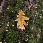 2025145期彩票开奖结果最新公布,大奖花落谁家? e5io38w