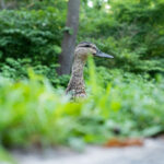 2025105期双色球开奖号码结果查询与公布 usk4vk9tc