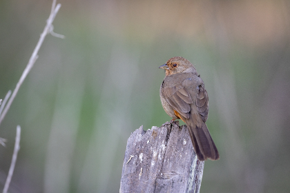 432开奖前后出现的惊人规律大揭秘